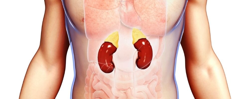 Adrenal glands in the body