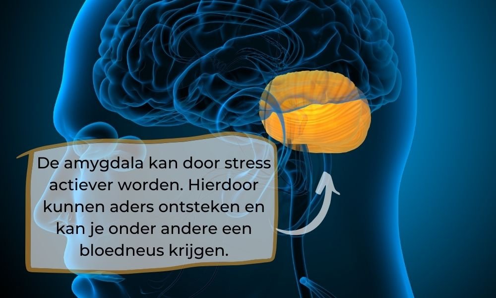 De amygdala kan door stress actiever worden. Hierdoor kunnen aders ontsteken en kan je onder andere een bloedneus krijgen.